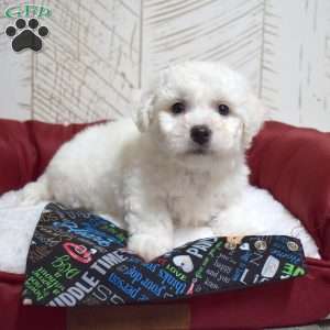 Milo, Bichon Frise Puppy